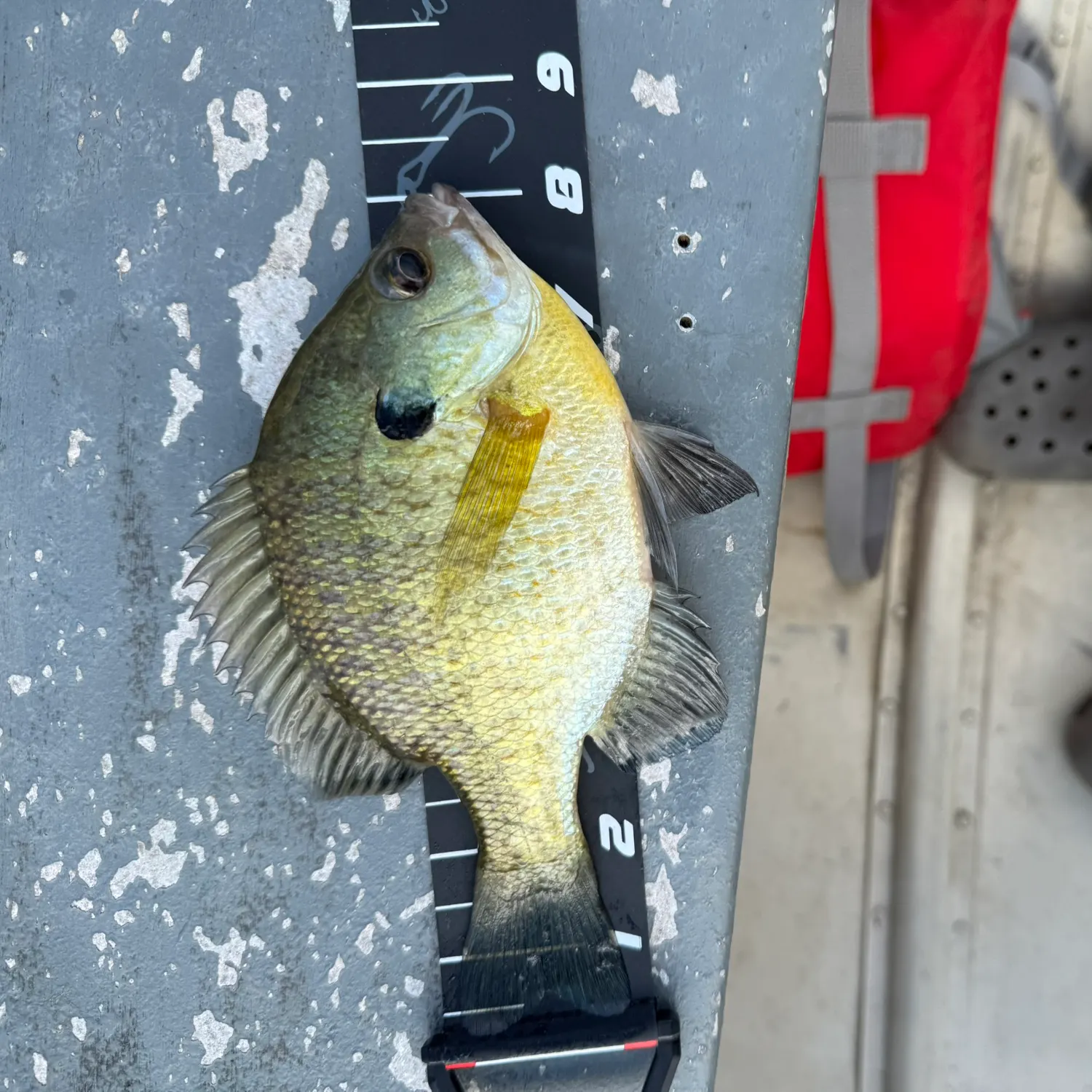 Bluegill caught on Fishbrain
