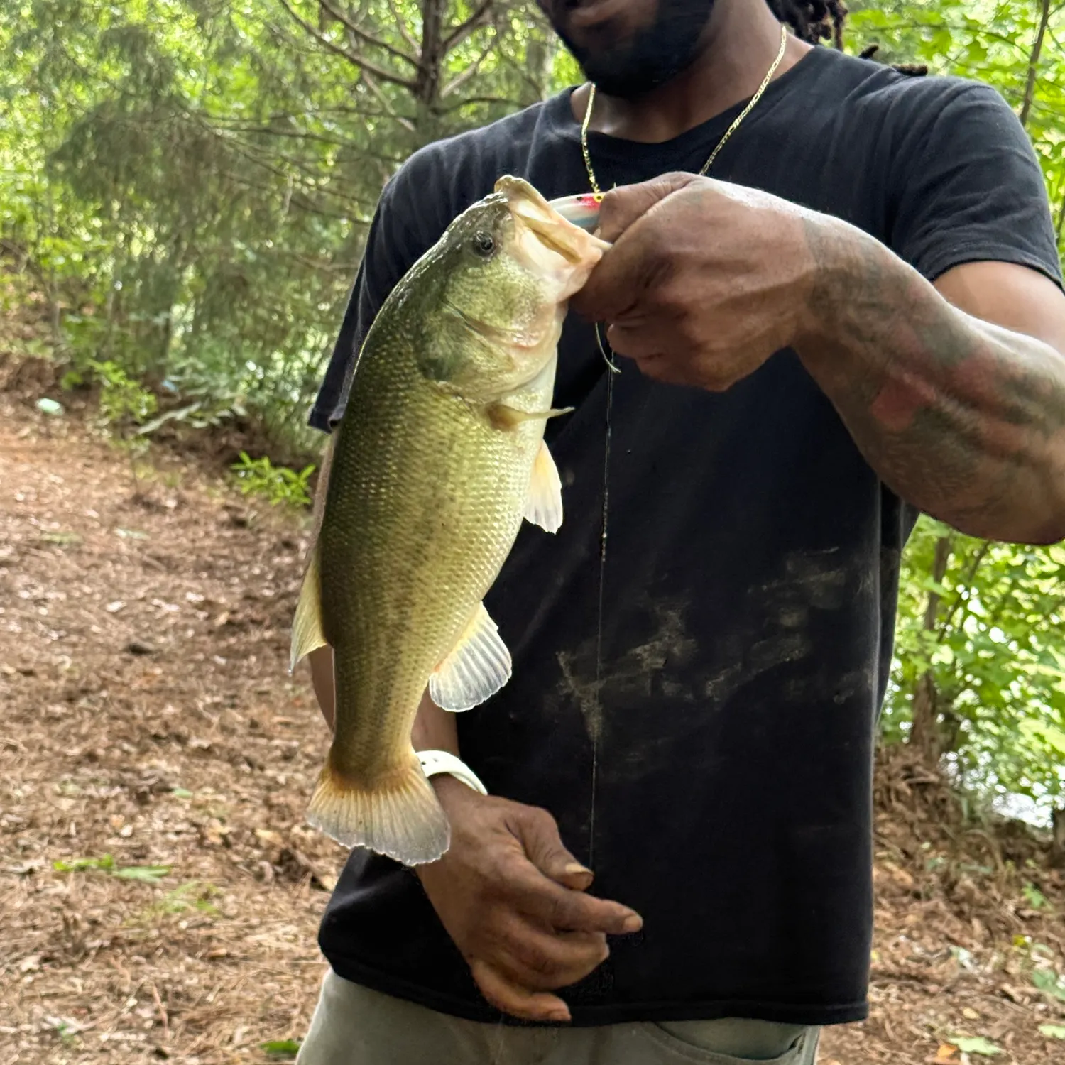 Largemouth bass caught on Fishbrain