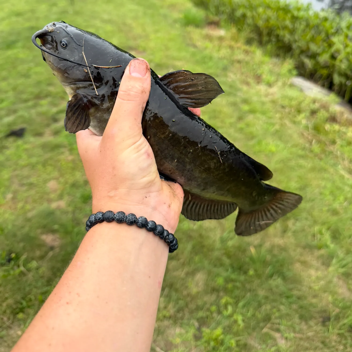 Black bullhead caught on Fishbrain