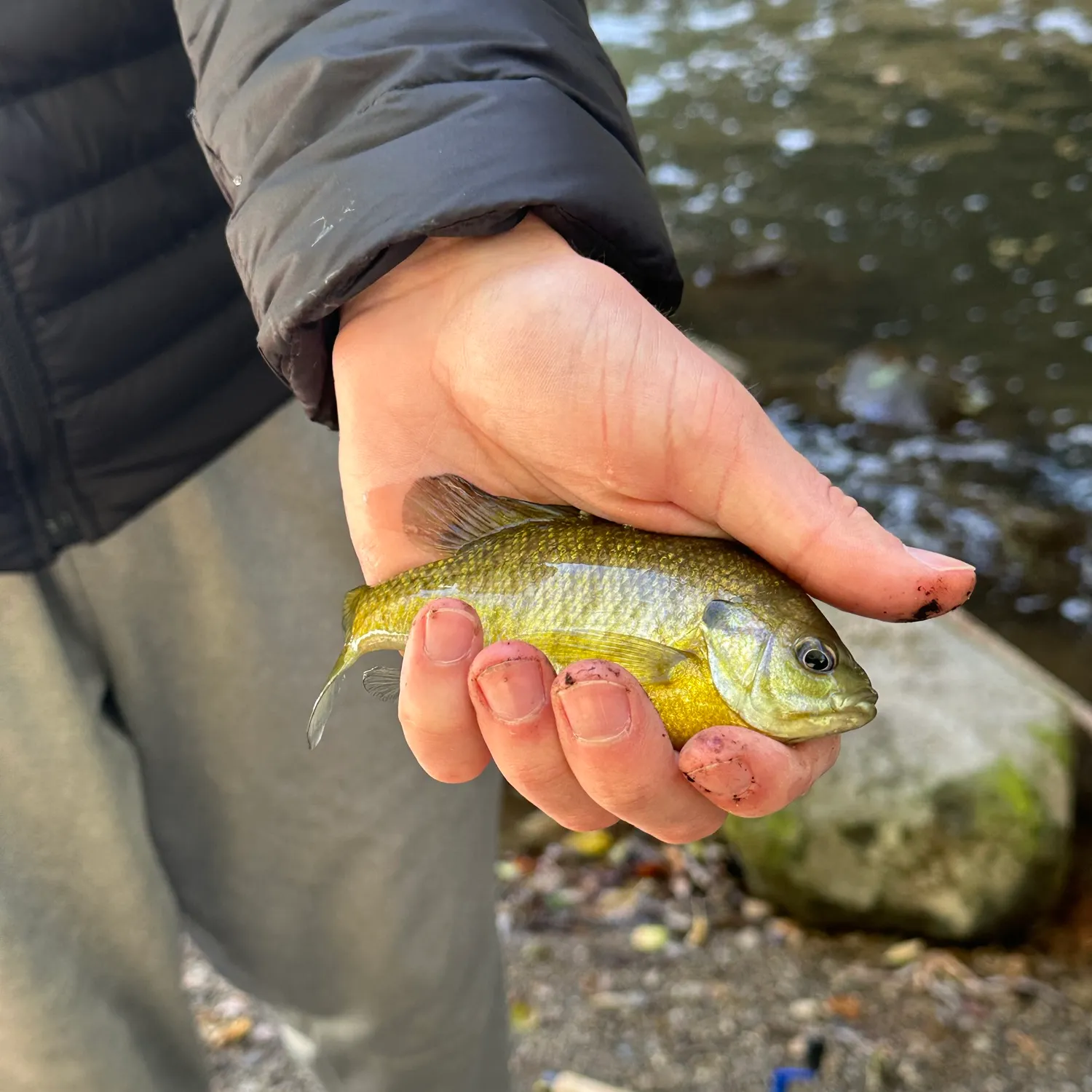 Bluegill caught on Fishbrain