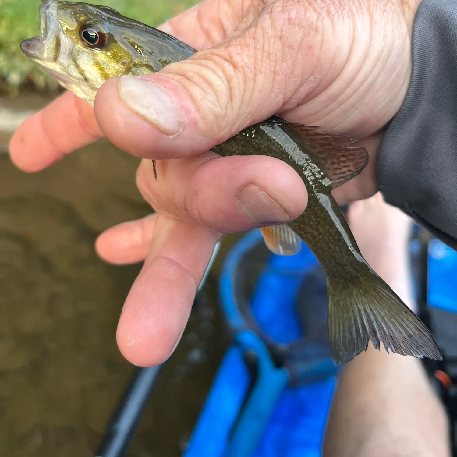 Smallmouth bass caught on Fishbrain