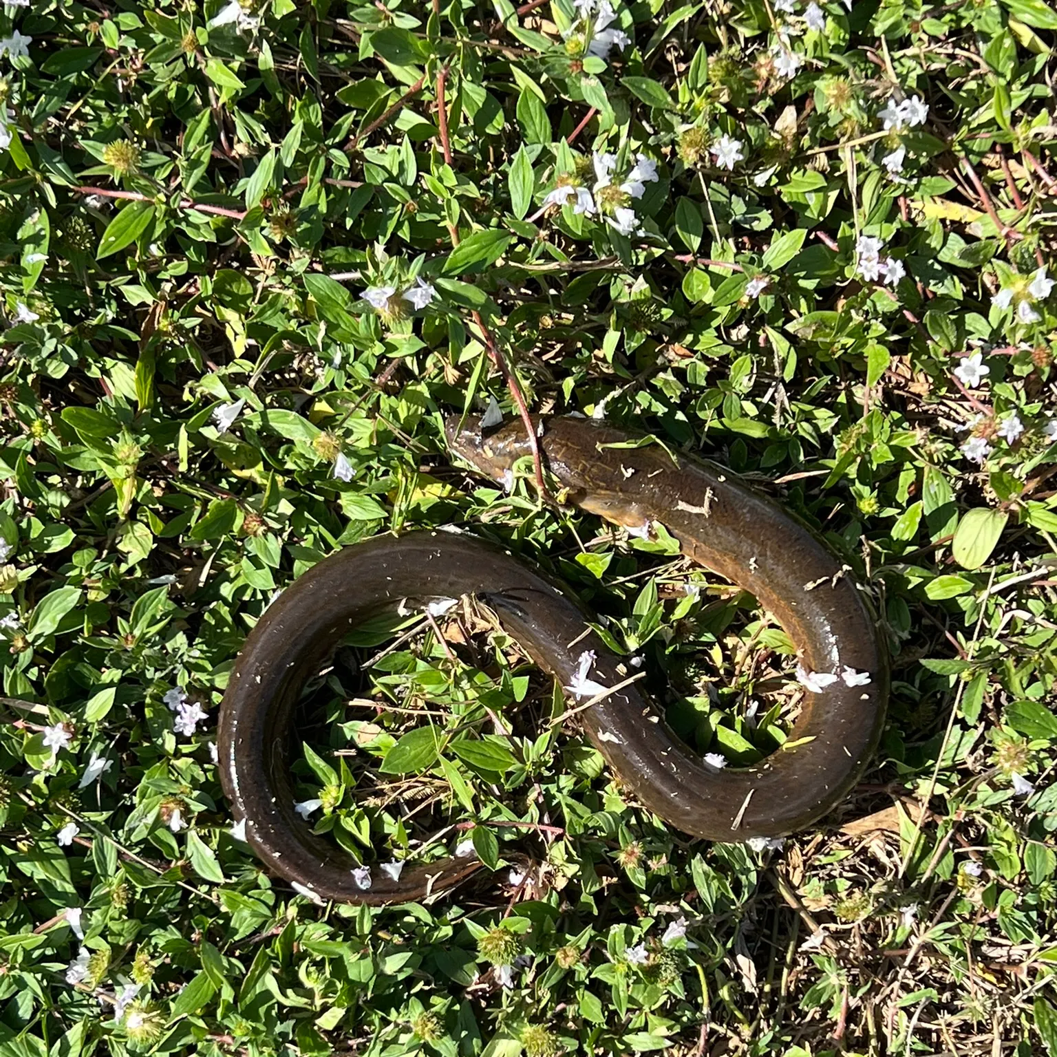 The most recent Asian swamp eel catches on Fishbrain