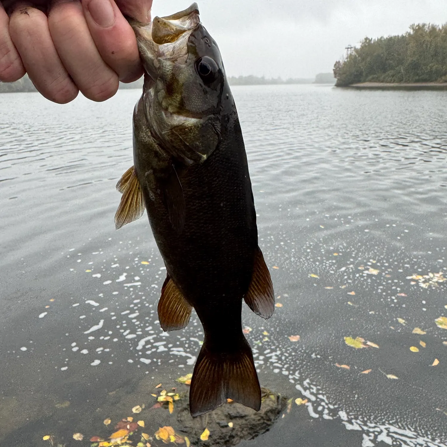 Smallmouth bass caught on Fishbrain