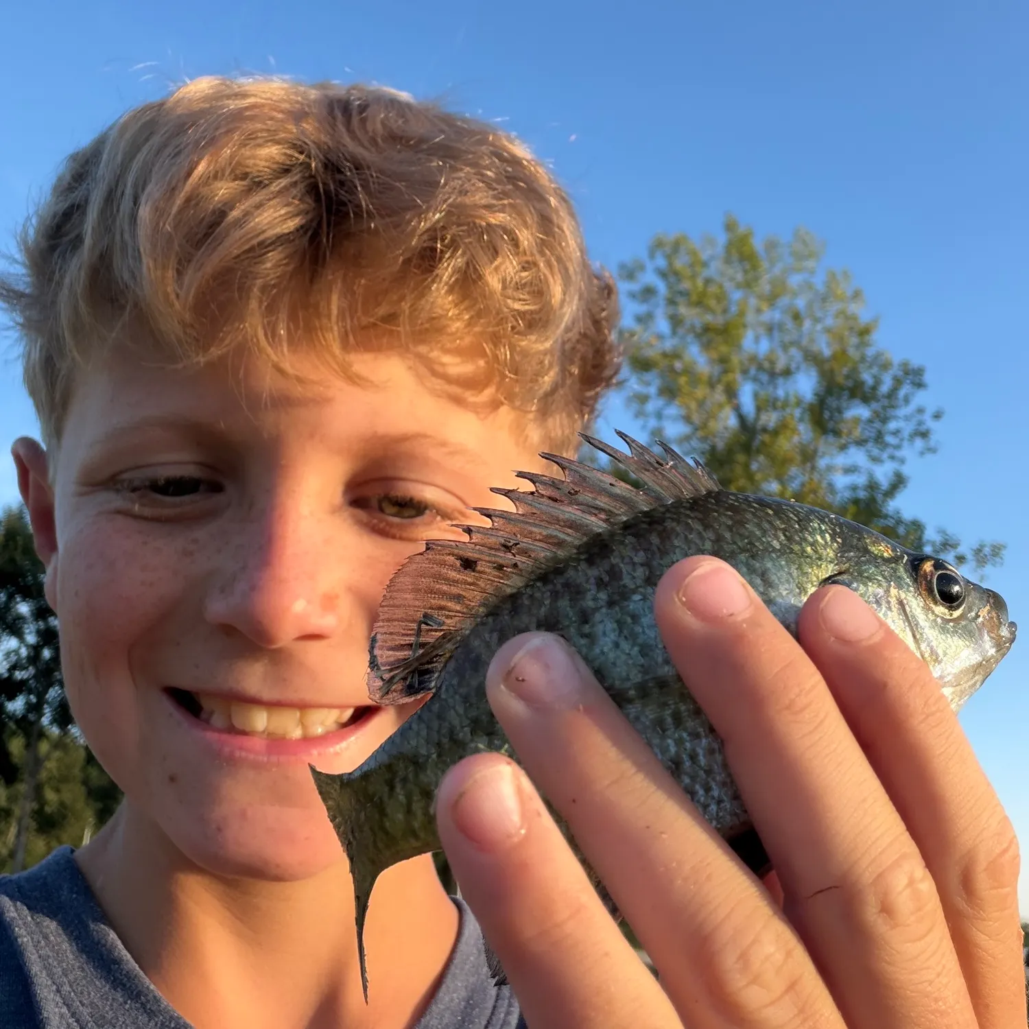 Bluegill caught on Fishbrain