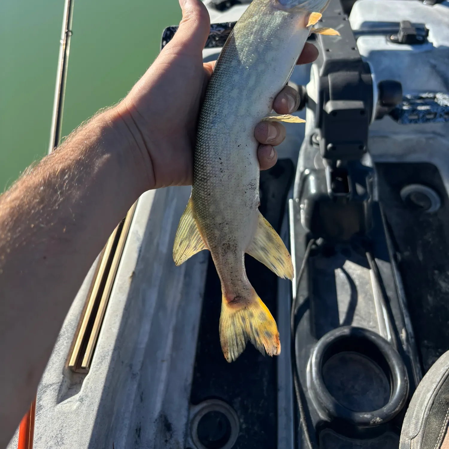 Northern pike caught on Fishbrain