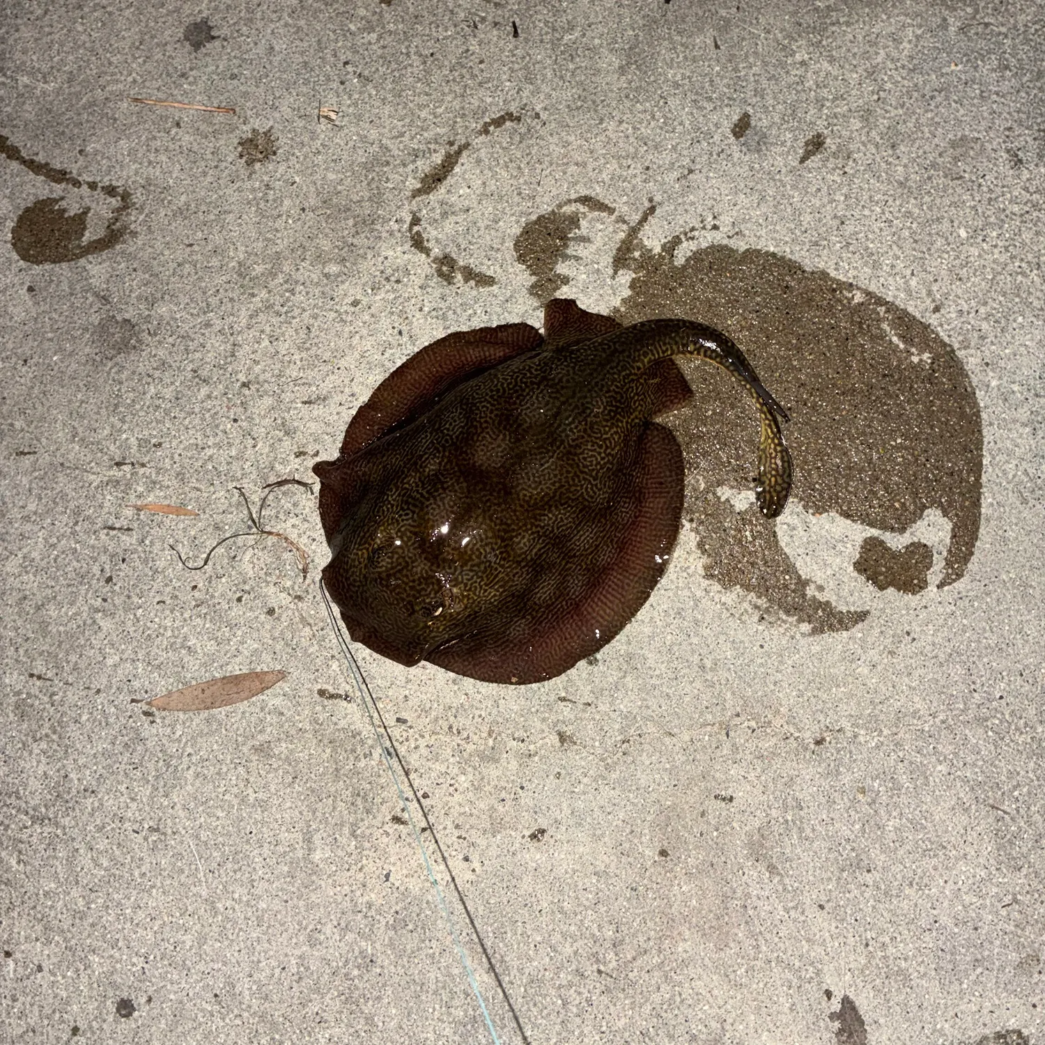 Haller's round ray caught on Fishbrain