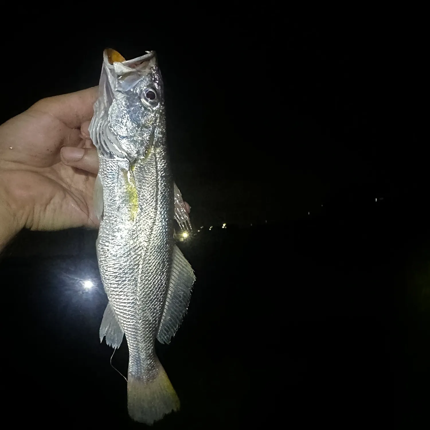 Sand seatrout caught on Fishbrain