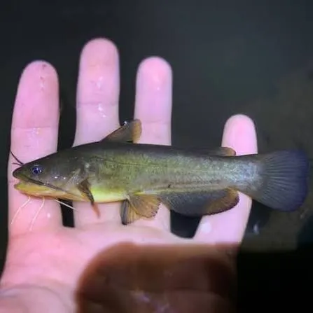 Yellow bullhead caught on Fishbrain