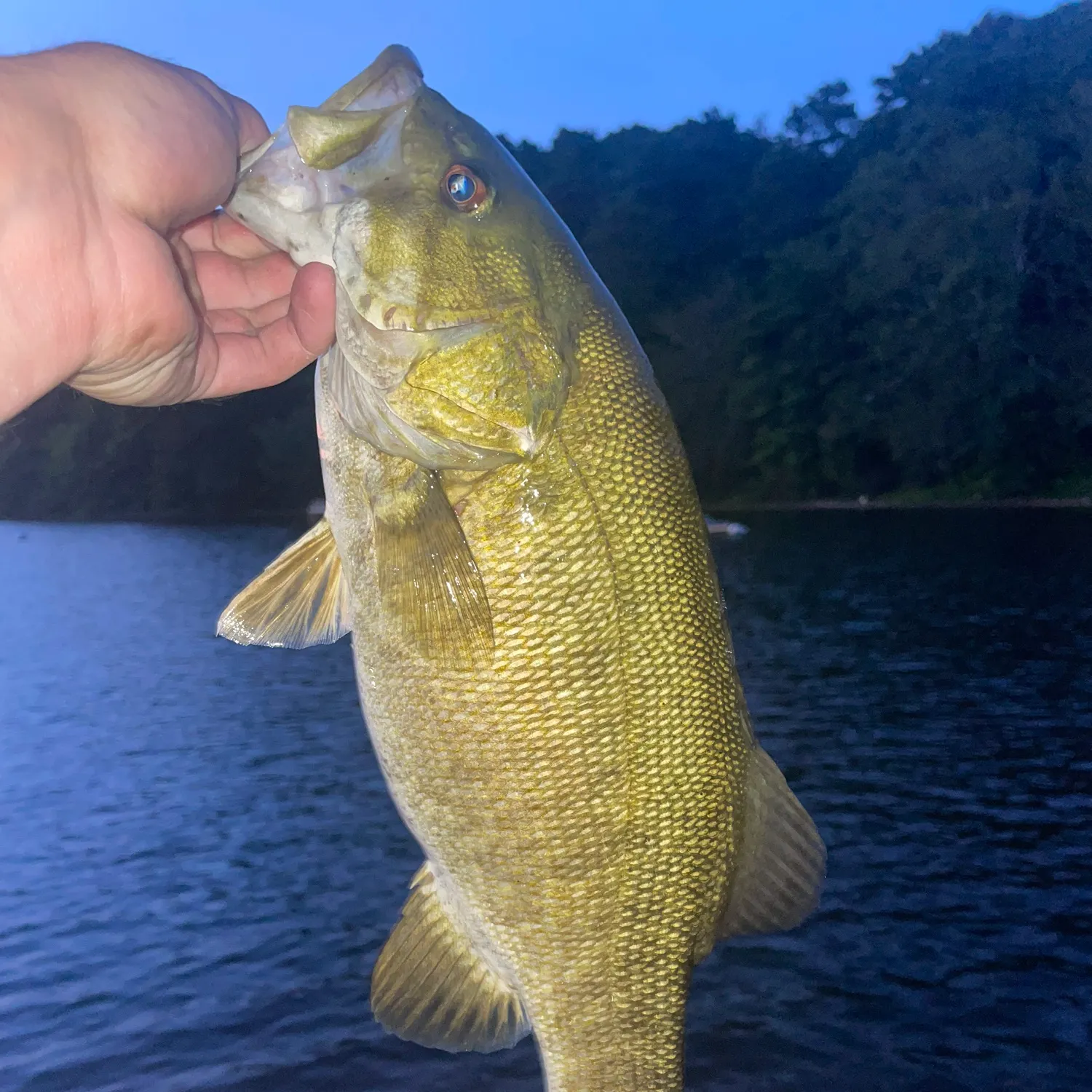 Smallmouth bass caught on Fishbrain