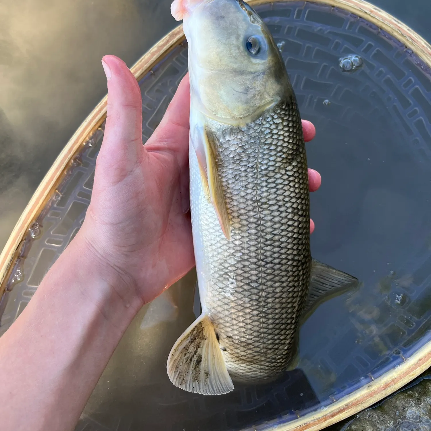 White sucker caught on Fishbrain