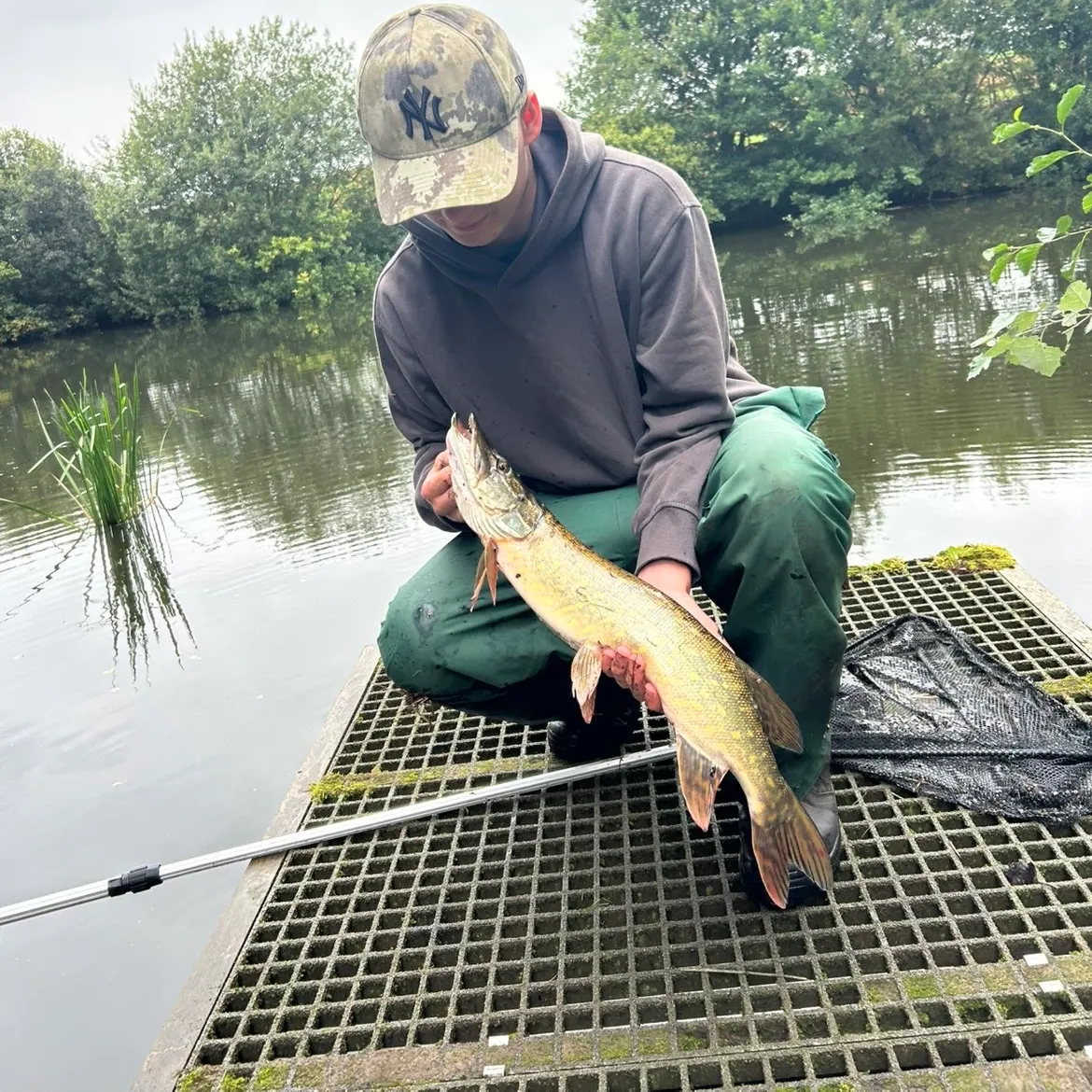 Northern pike caught on Fishbrain