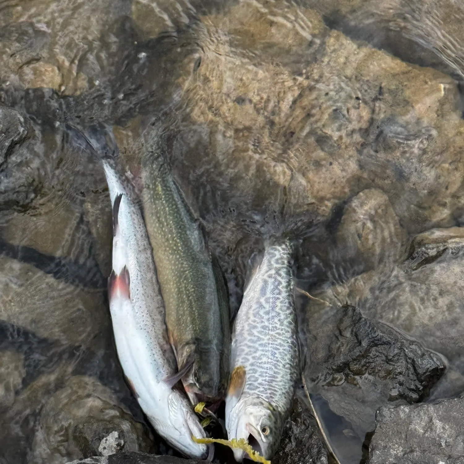 recently logged catches