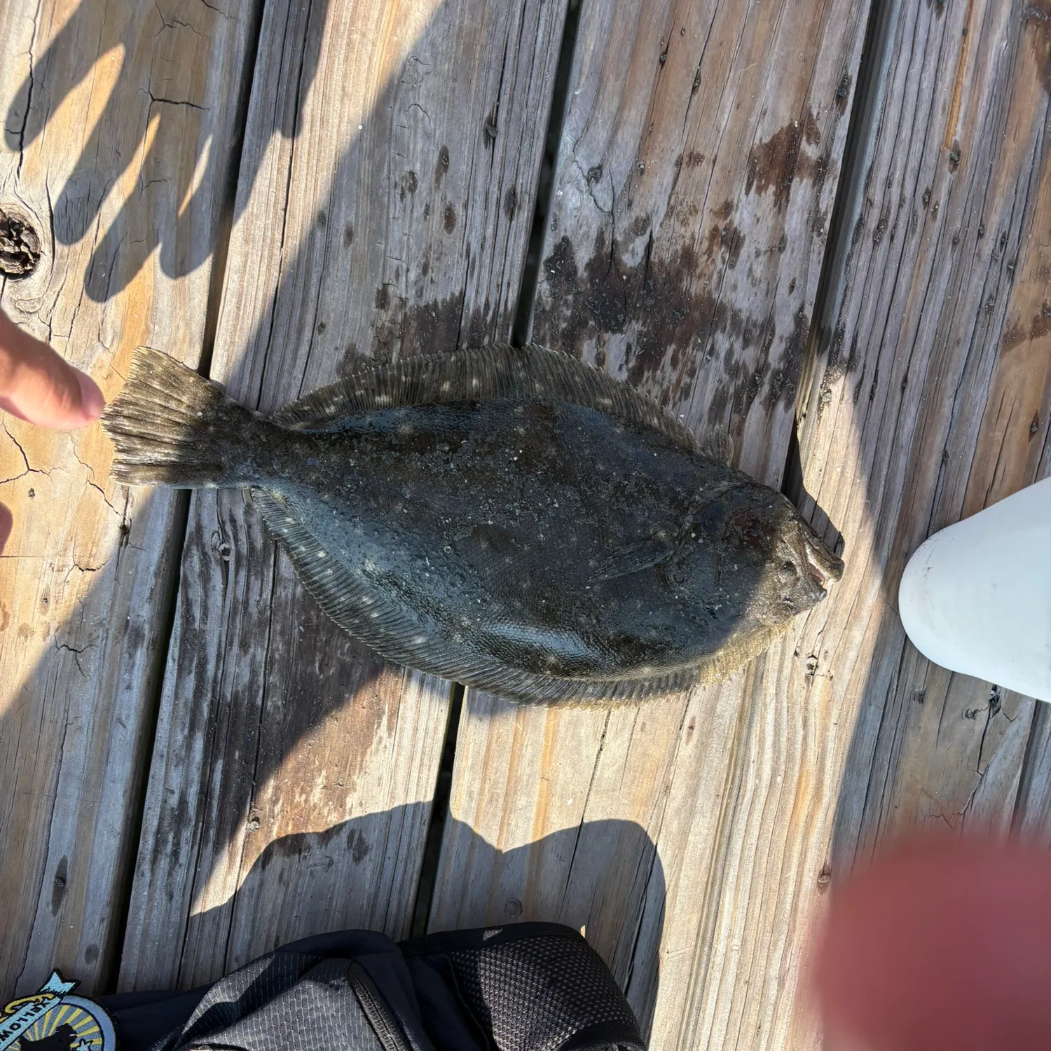 Summer flounder caught on Fishbrain