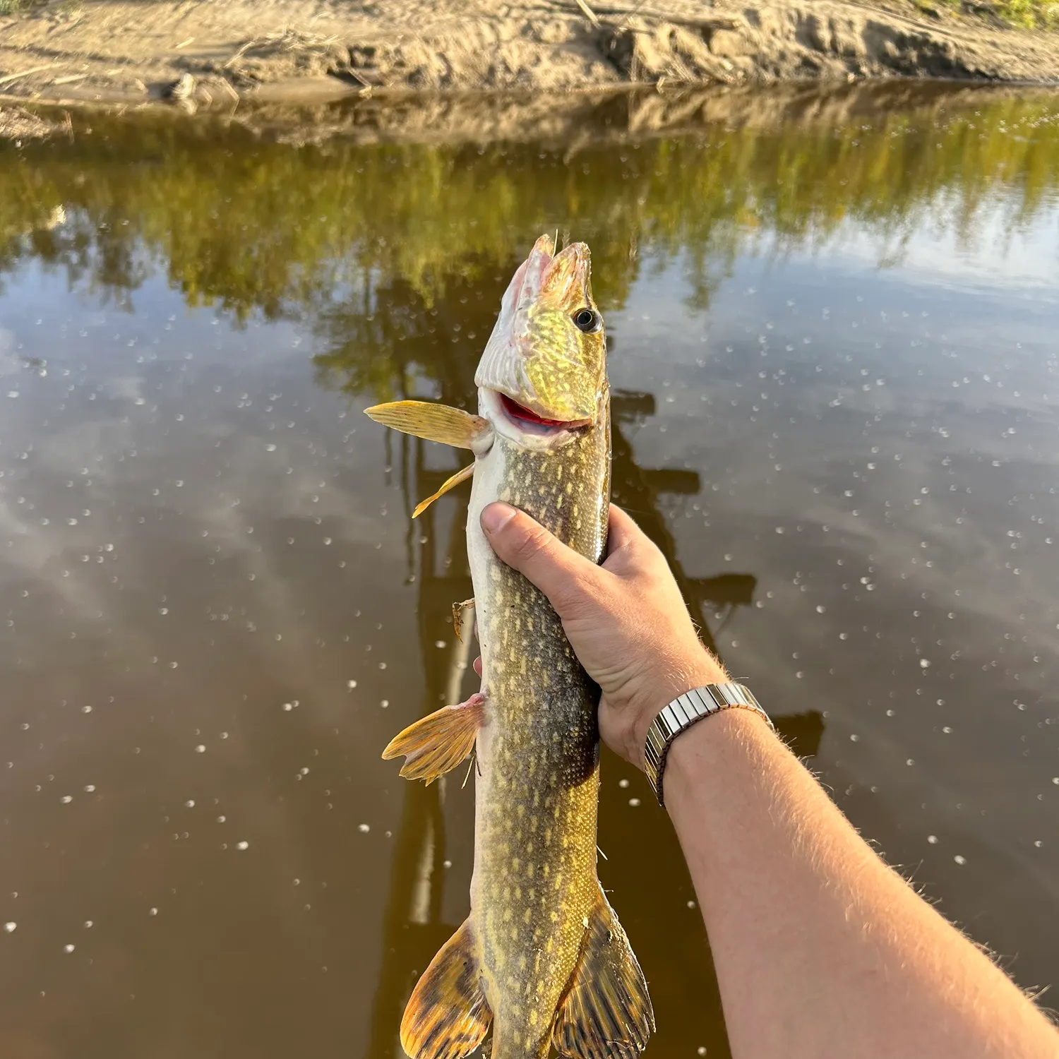 Northern pike caught on Fishbrain
