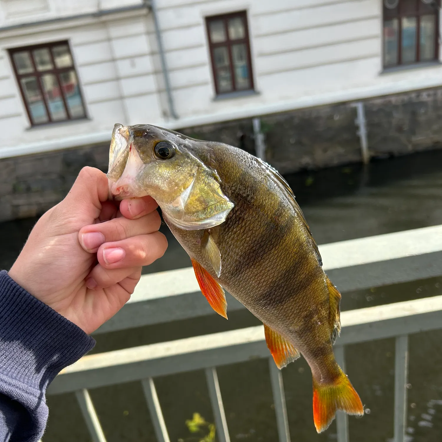 European perch caught on Fishbrain