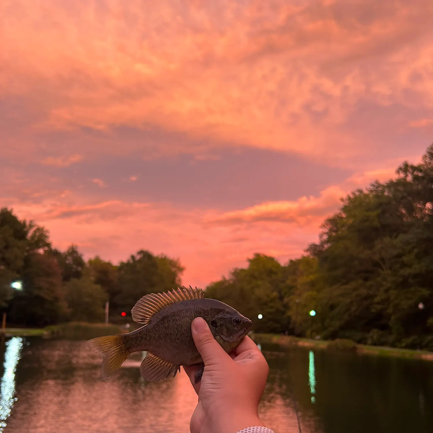 Bluegill caught on Fishbrain