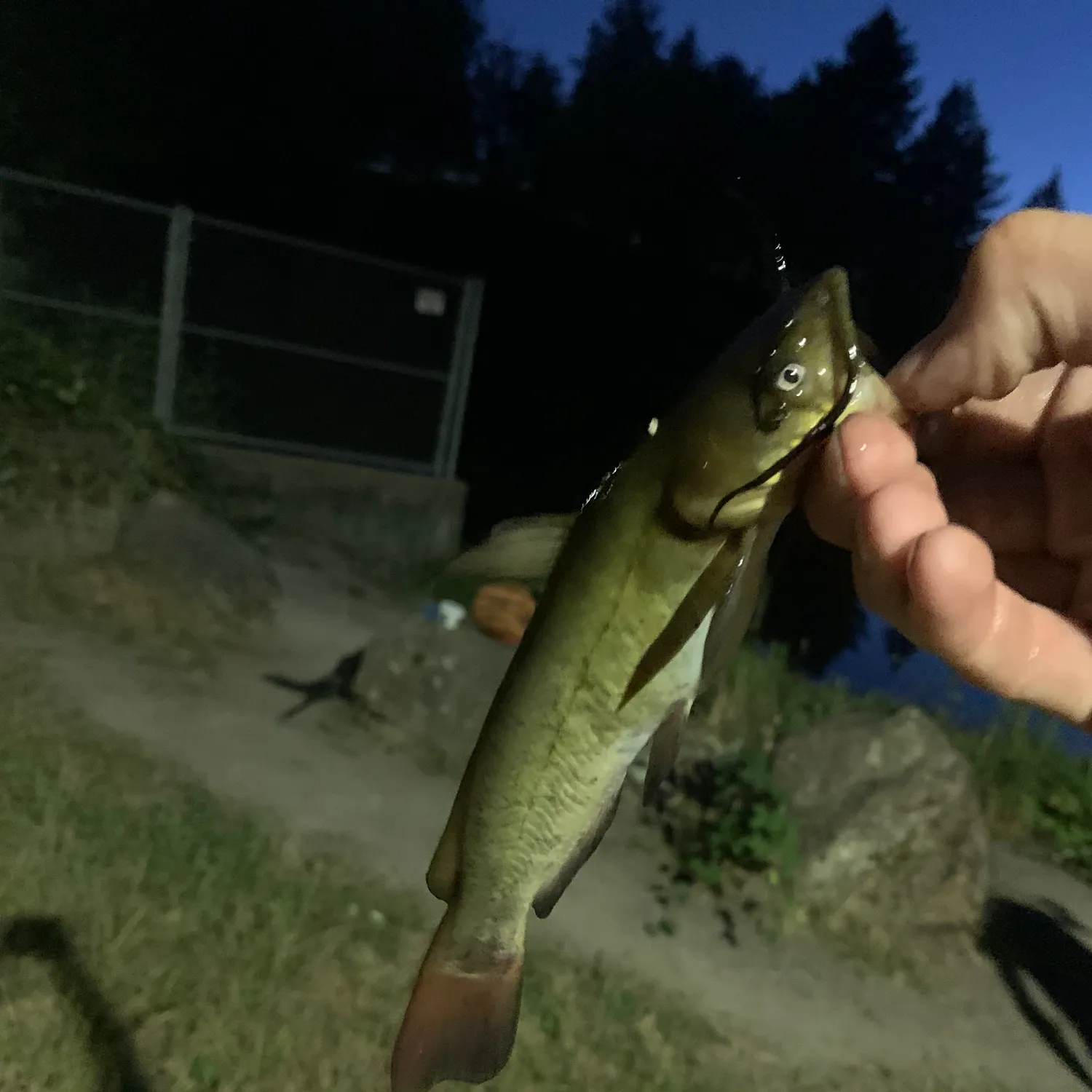 Yellow bullhead caught on Fishbrain