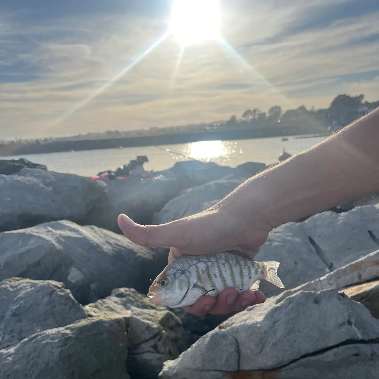 The most recent Shiner perch catches on Fishbrain