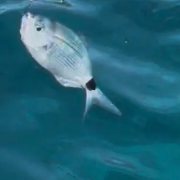Saddled seabream caught on Fishbrain