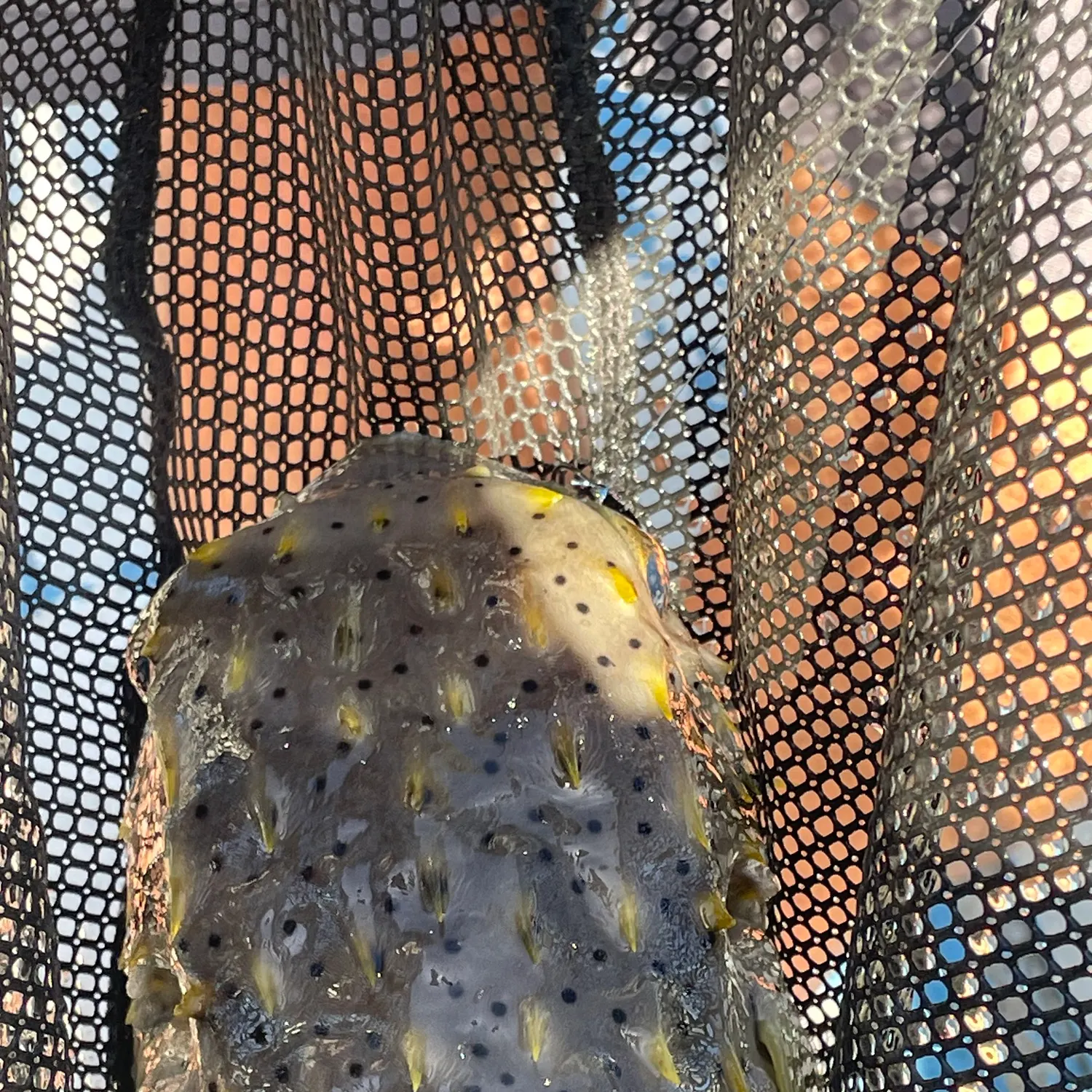 The most recent Japanese pufferfish catches on Fishbrain