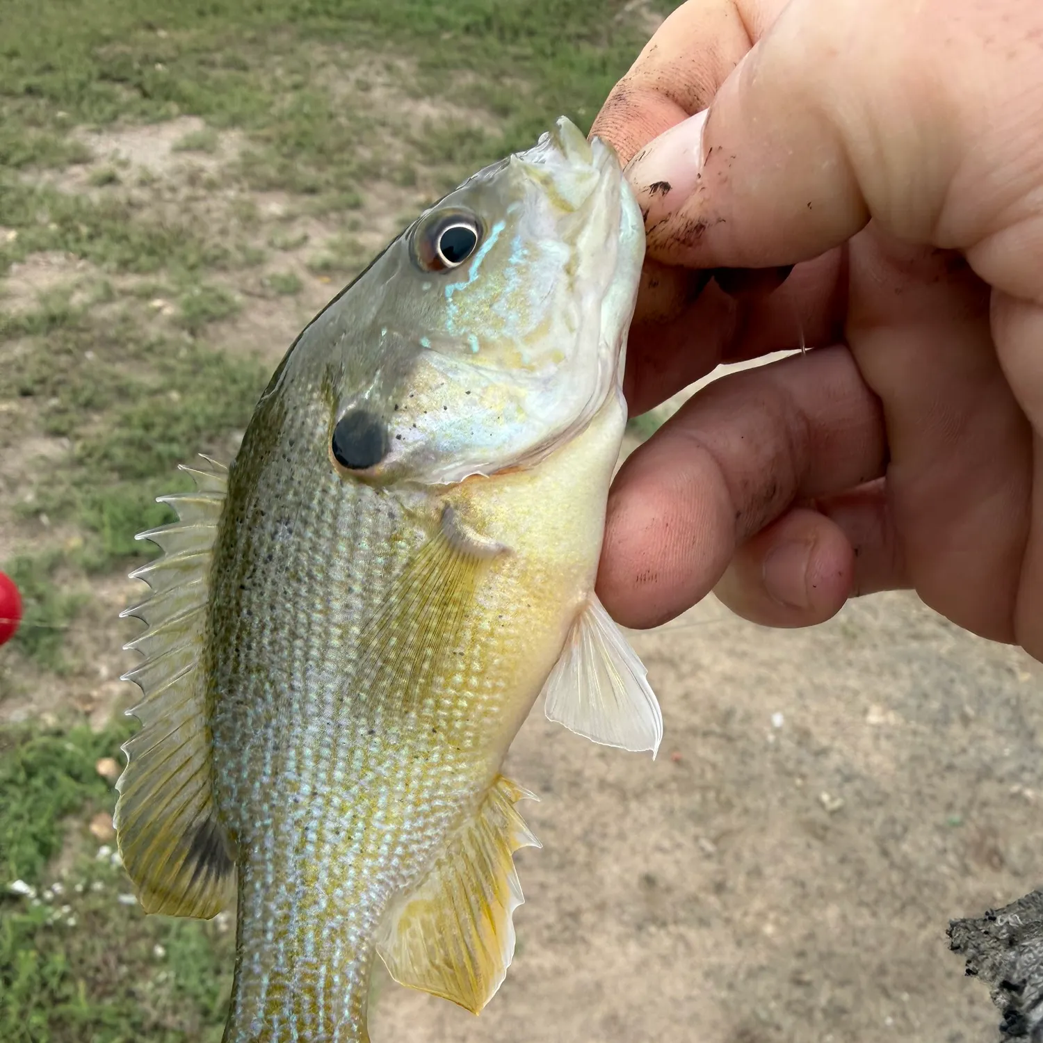 Green sunfish caught on Fishbrain