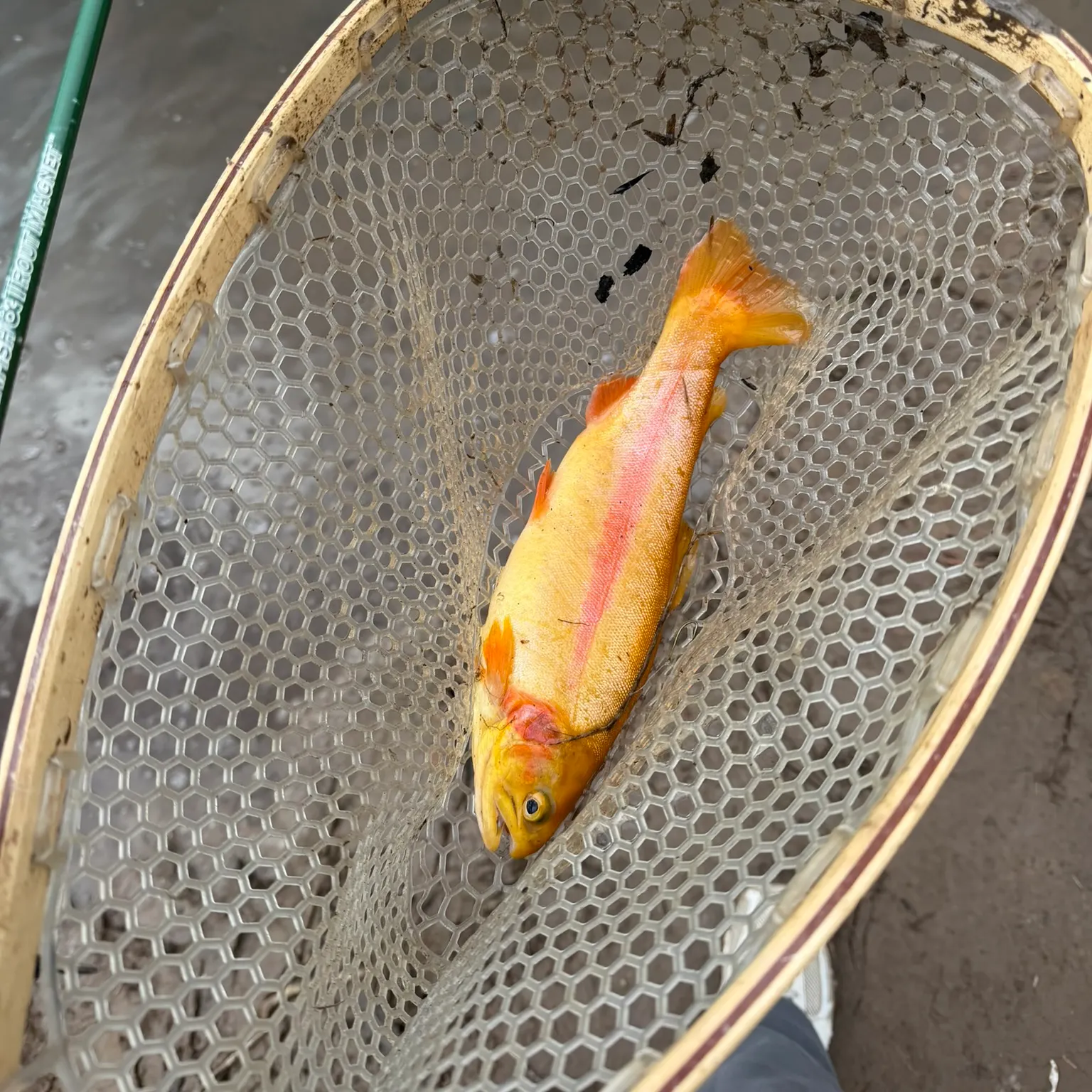 The most recent Golden rainbow trout catches on Fishbrain