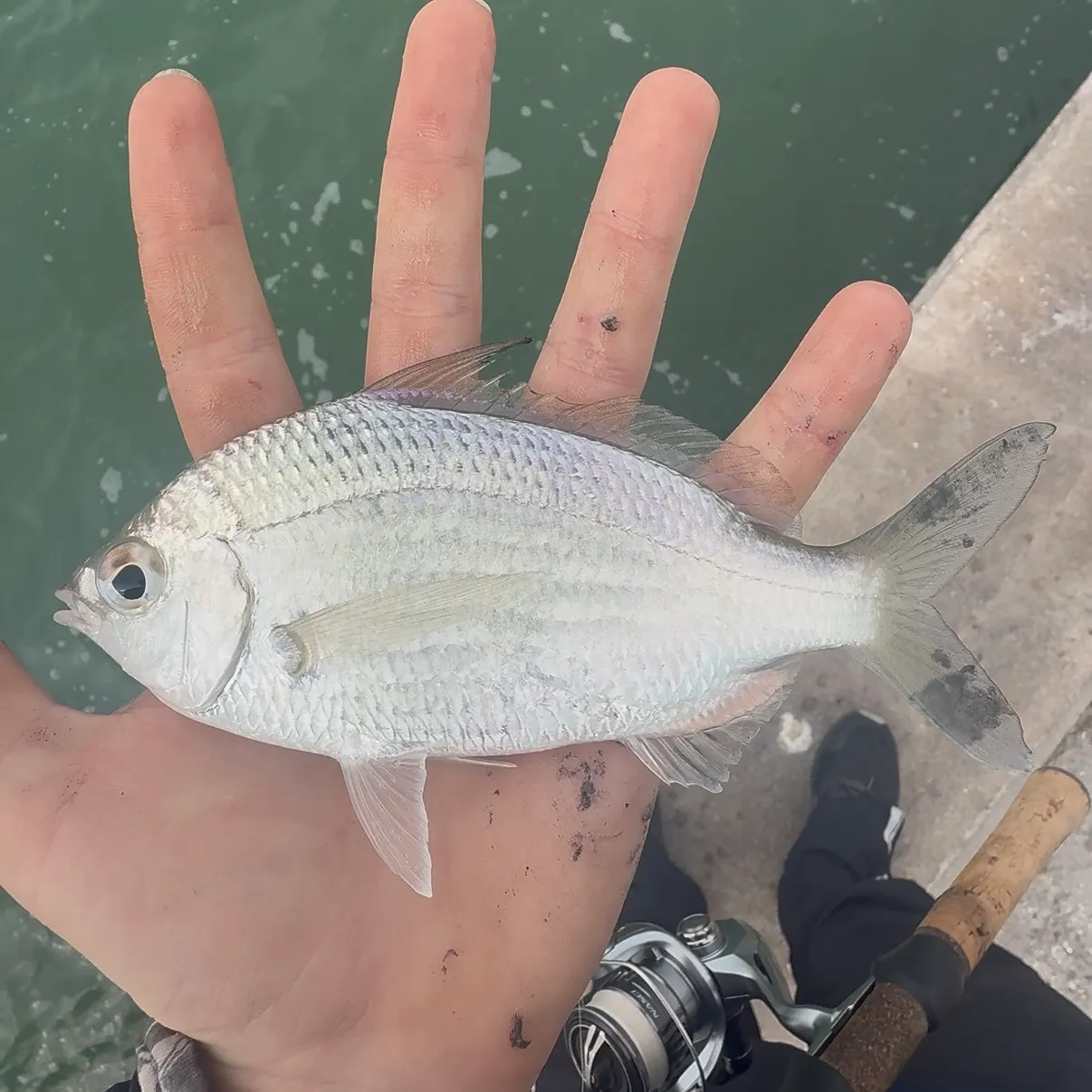 The most recent Silver jenny catches on Fishbrain