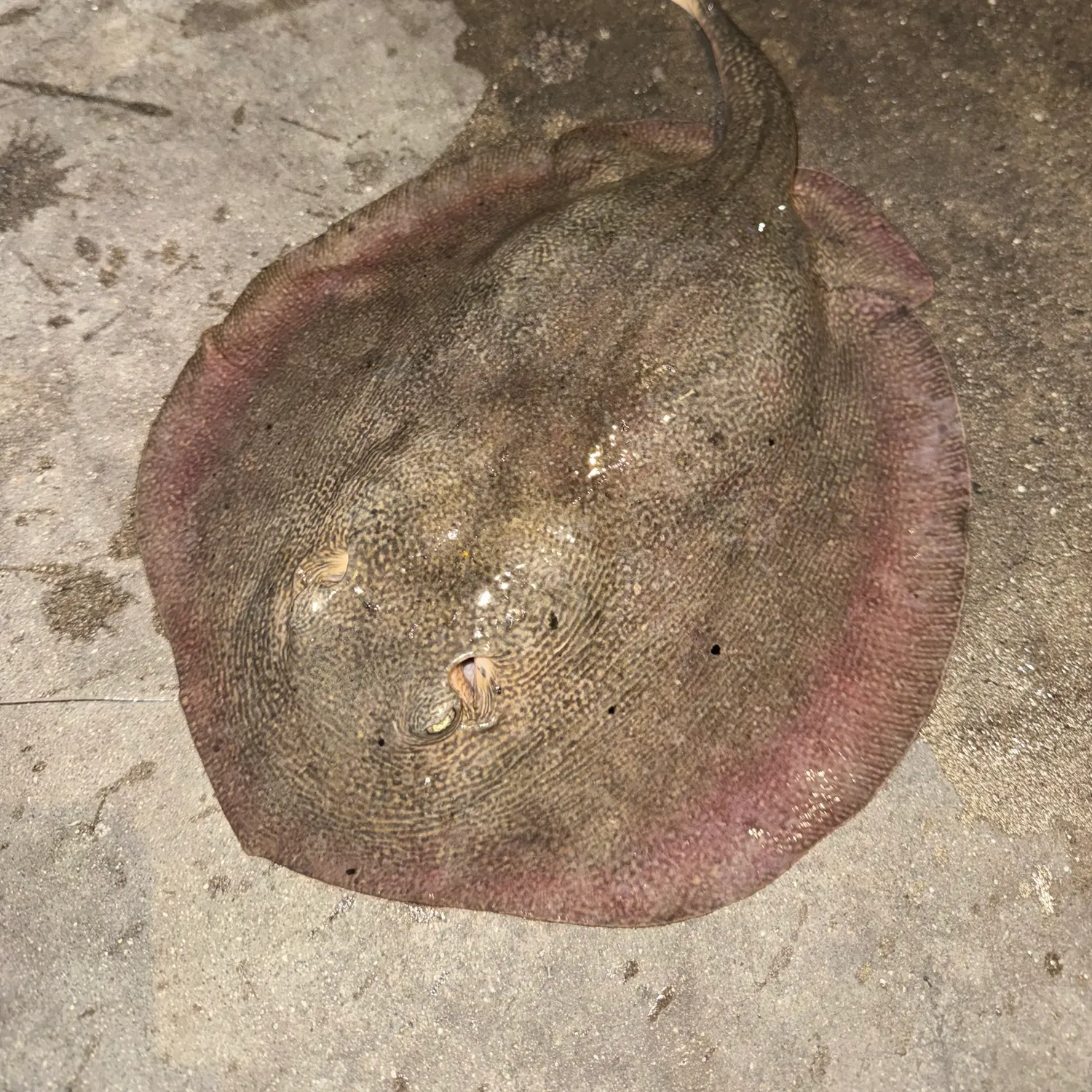 The most recent Haller's round ray catches on Fishbrain