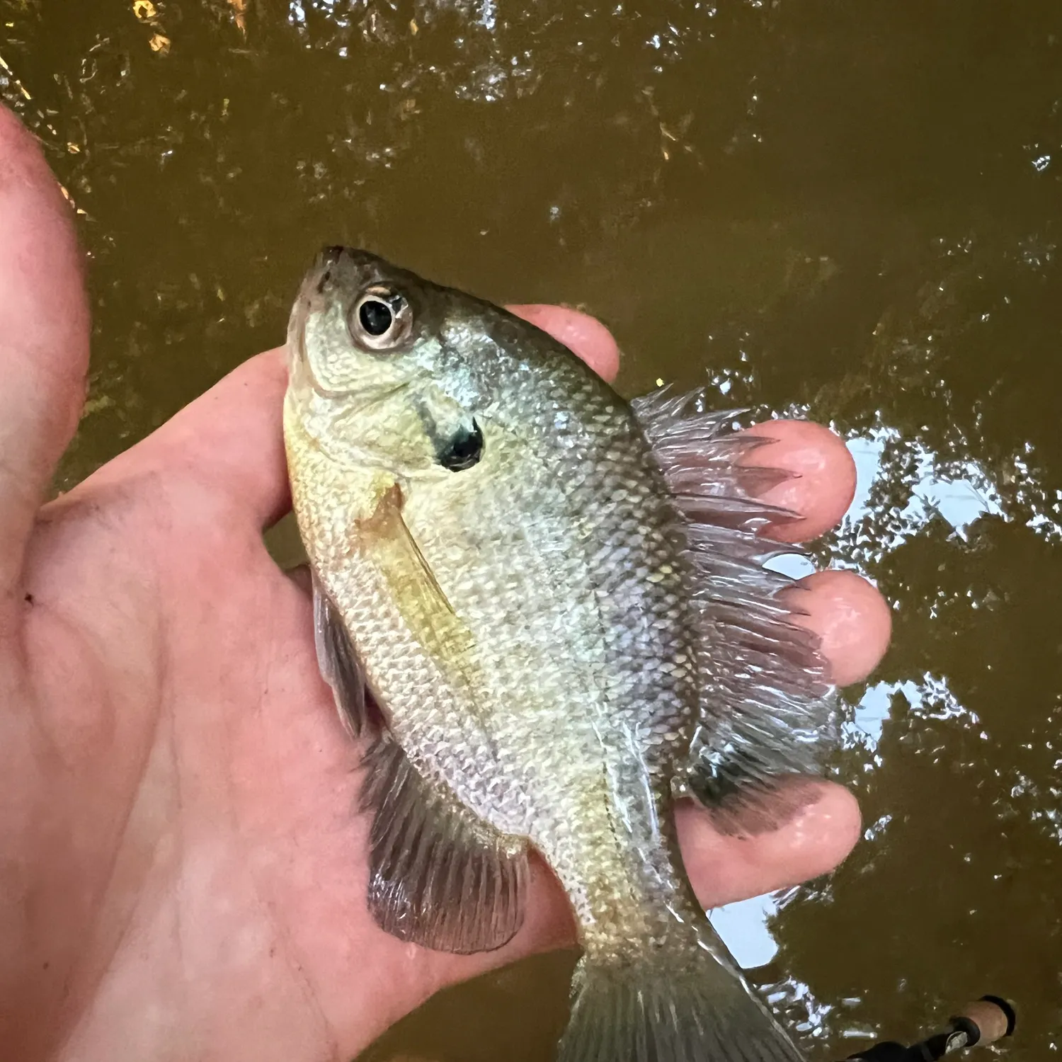 Bluegill caught on Fishbrain