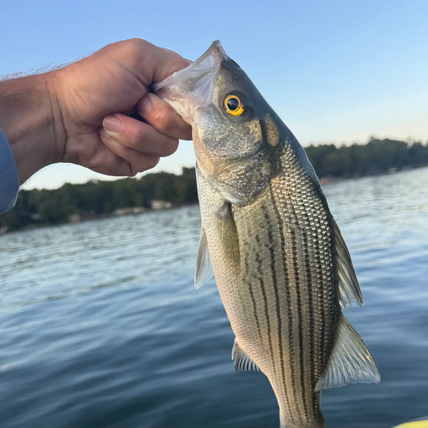 Striped bass caught on Fishbrain
