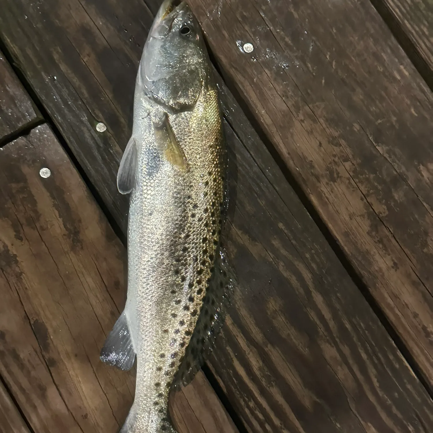The most recent Spotted seatrout catches on Fishbrain