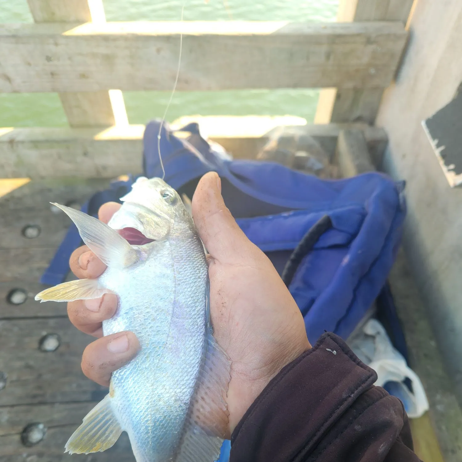 The most recent Atlantic croaker catches on Fishbrain
