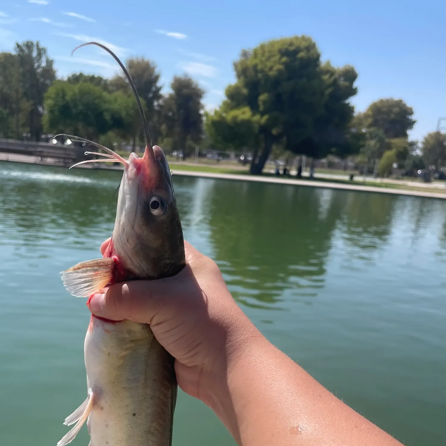 Channel catfish caught on Fishbrain