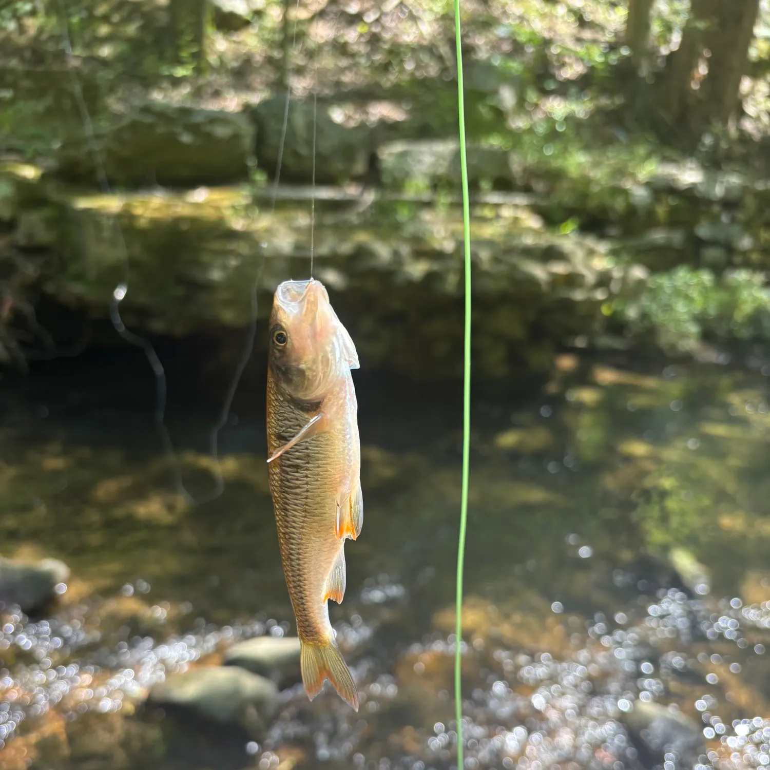 Common shiner caught on Fishbrain