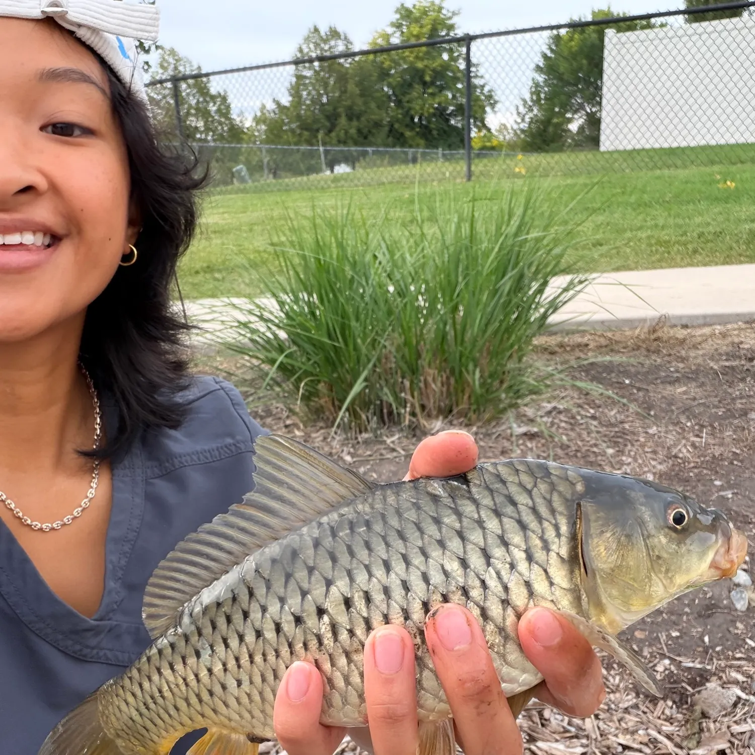 Common carp caught on Fishbrain