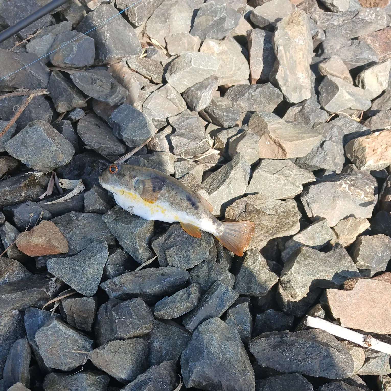 The most recent Smooth toadfish catches on Fishbrain