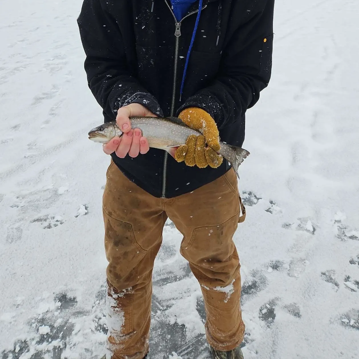 The most recent Lake char catches on Fishbrain