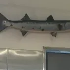 The most recent Pickhandle barracuda catches on Fishbrain