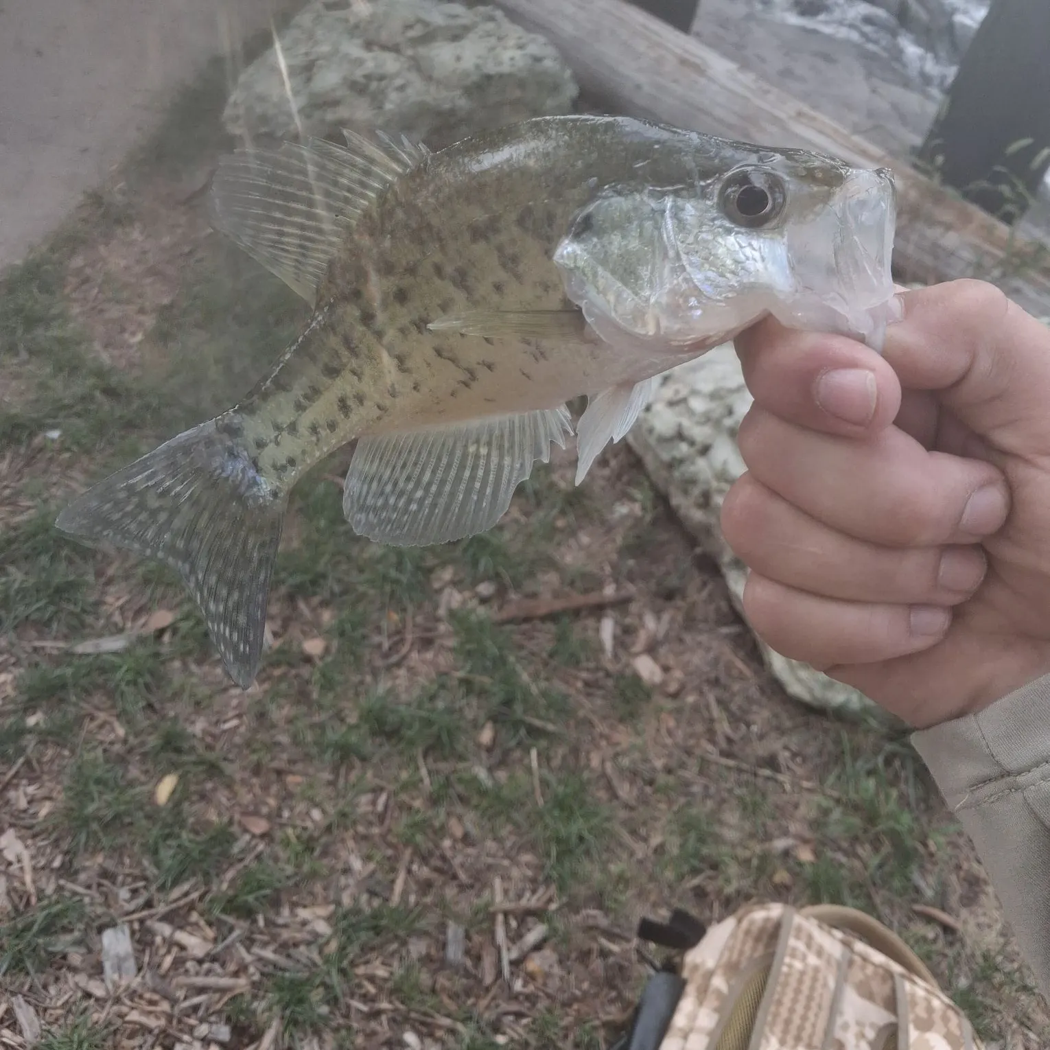 White crappie caught on Fishbrain