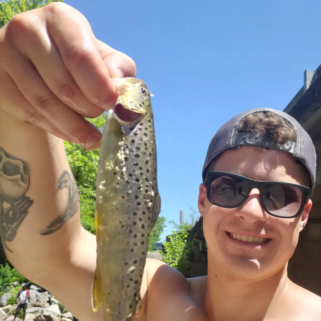 Brown trout caught on Fishbrain
