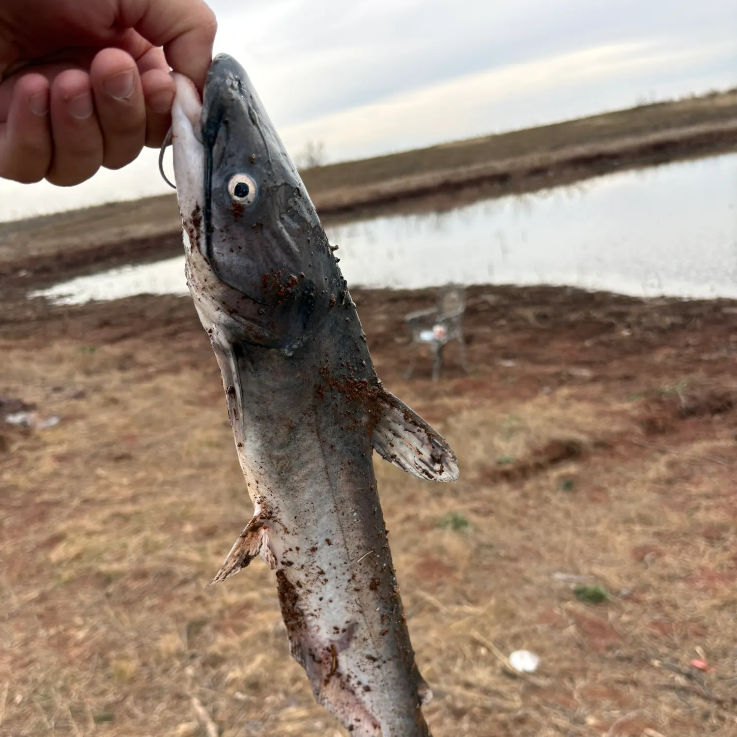 The most recent Blue catfish catches on Fishbrain