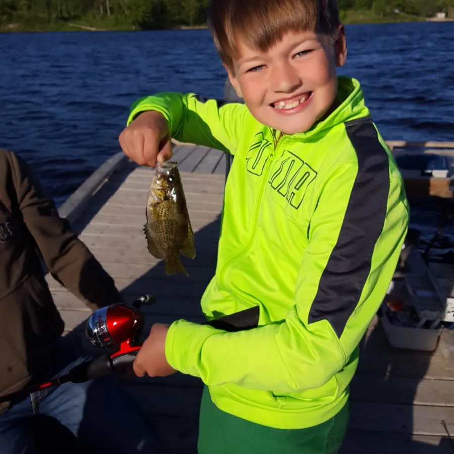 Rock bass caught on Fishbrain