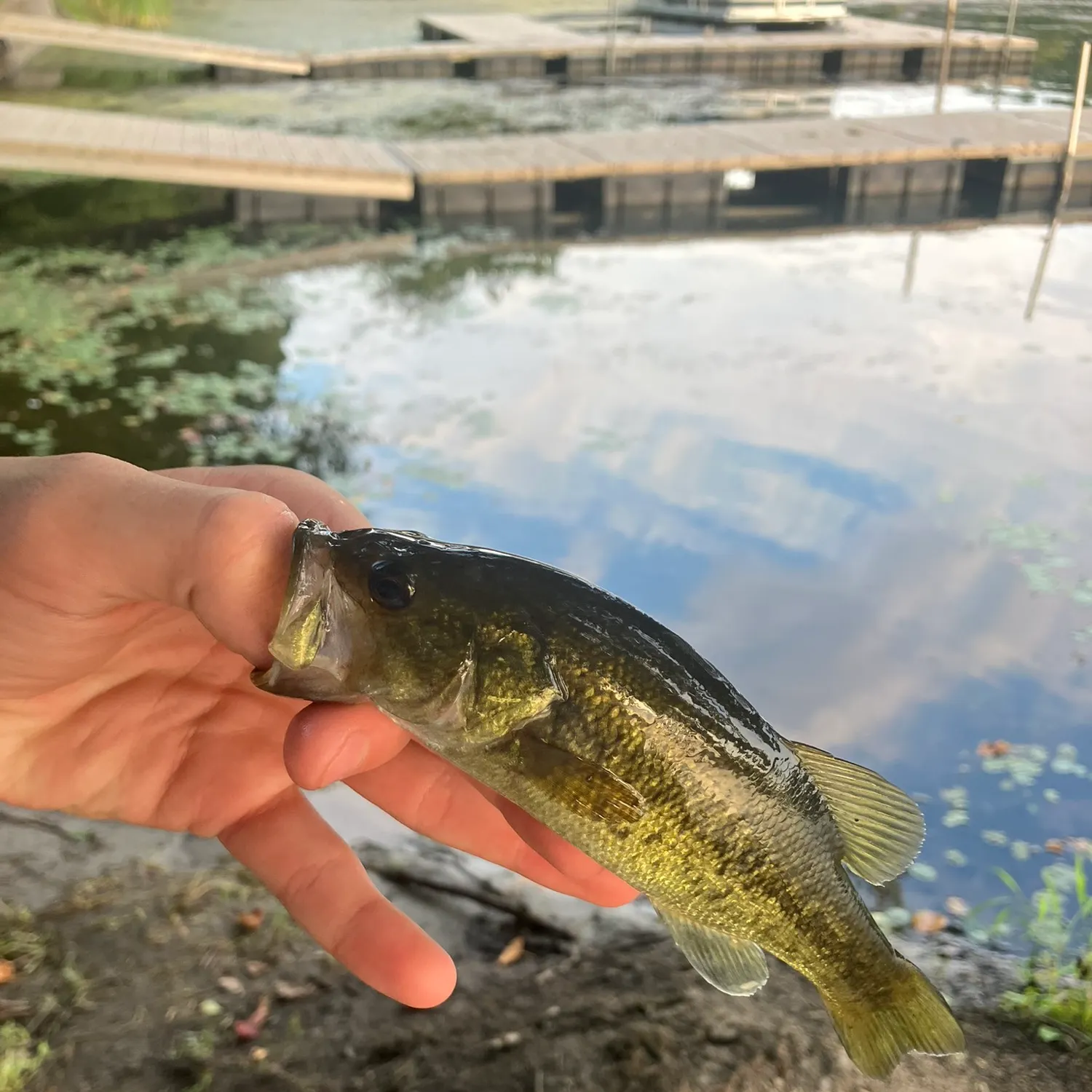 Largemouth bass caught on Fishbrain