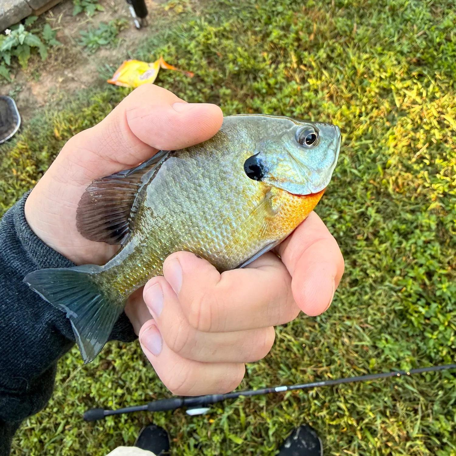 Bluegill caught on Fishbrain