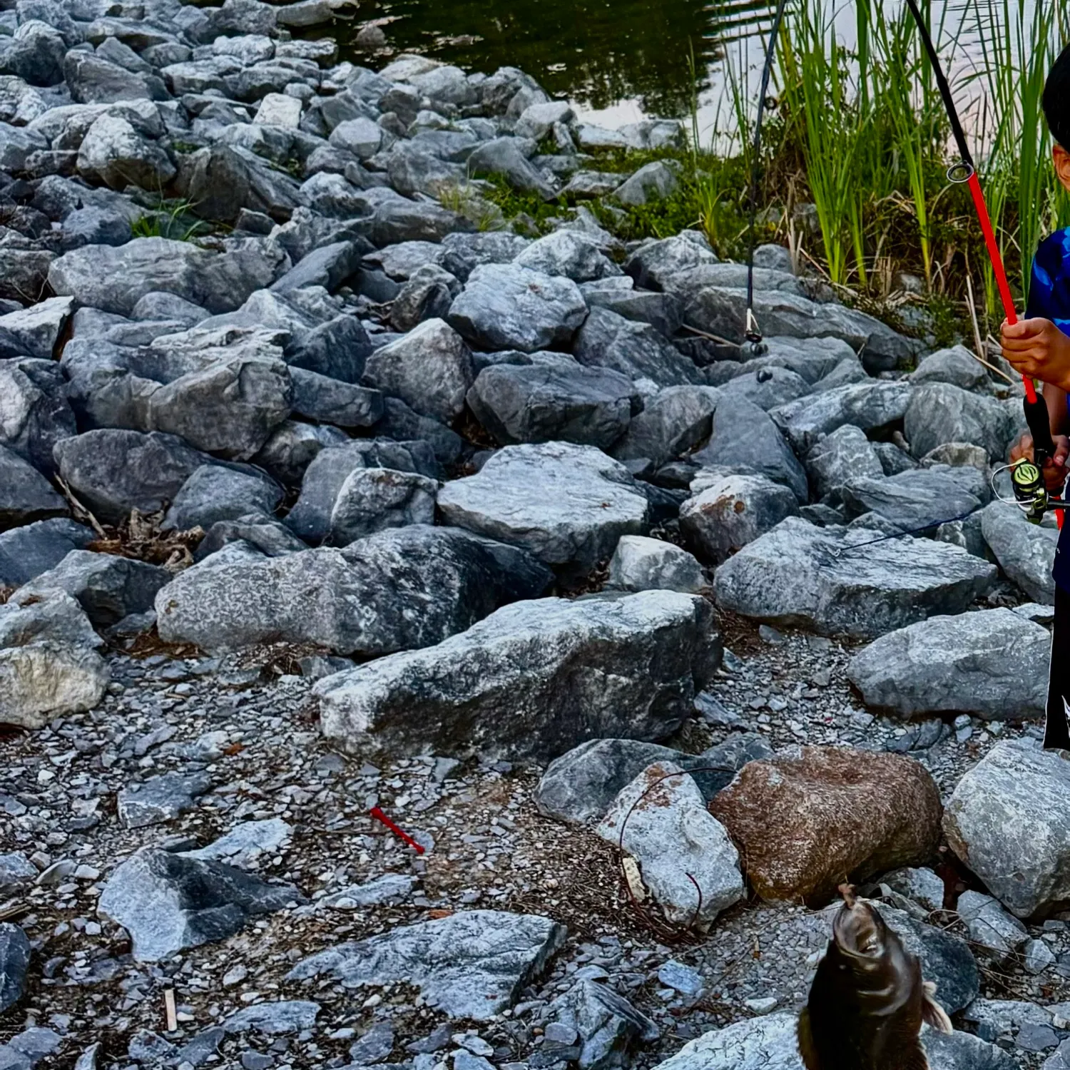 Spotted sunfish caught on Fishbrain
