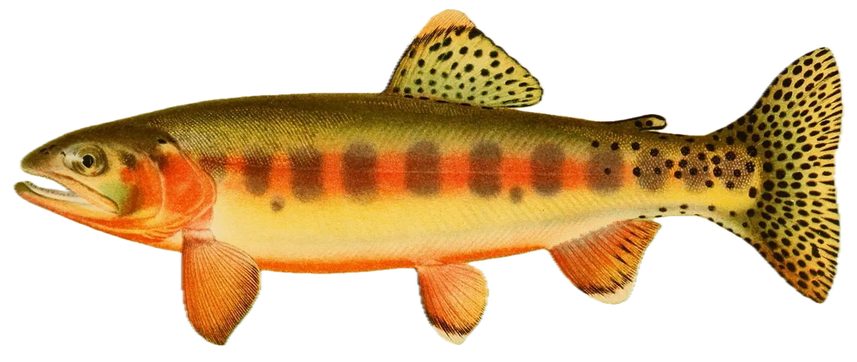 Golden trout