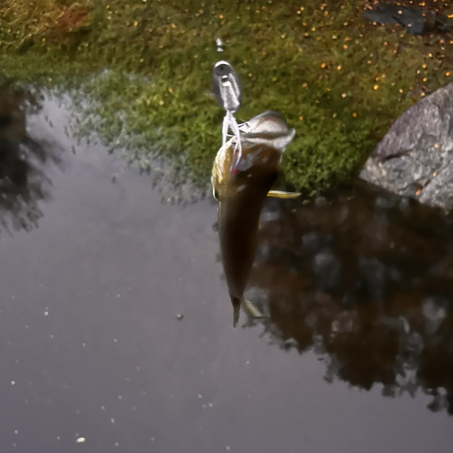 Smallmouth bass caught on Fishbrain
