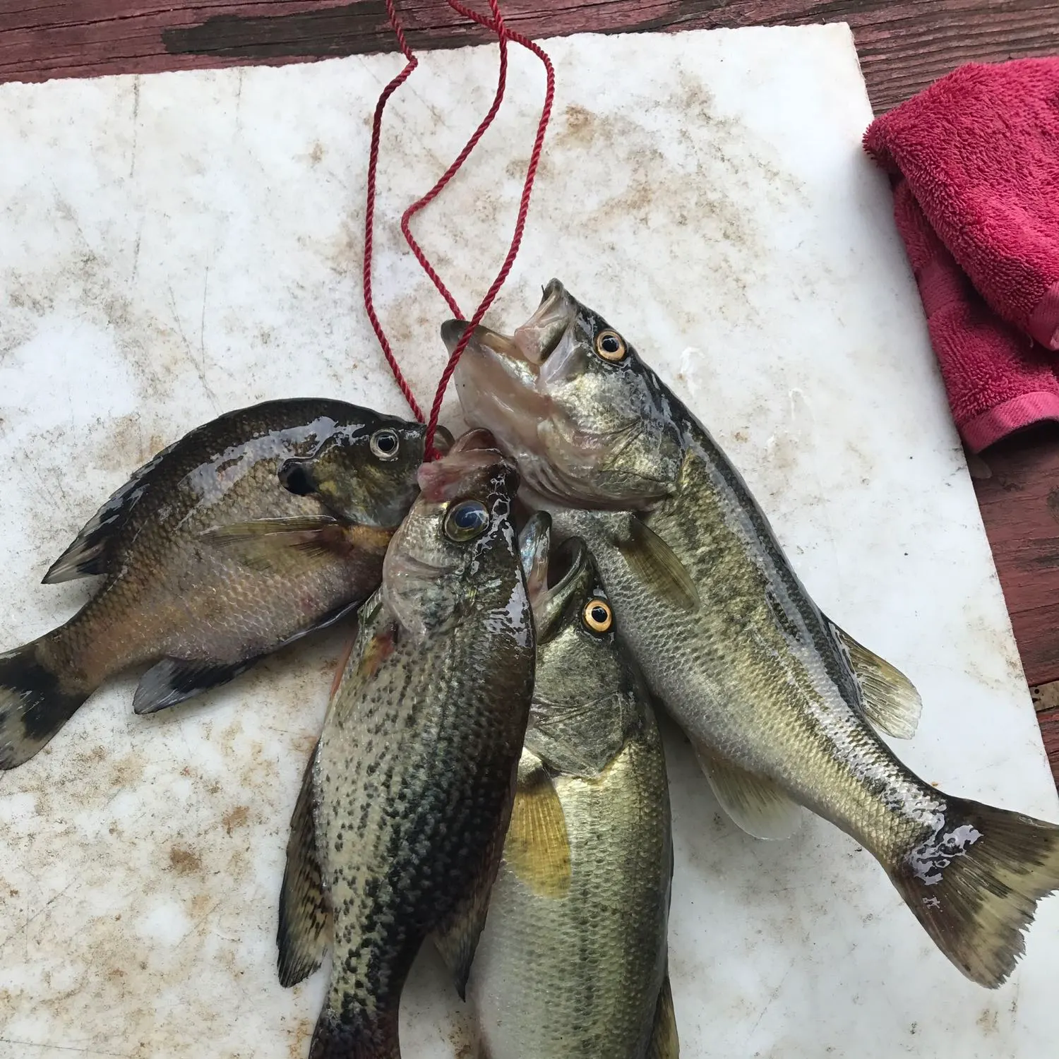 recently logged catches