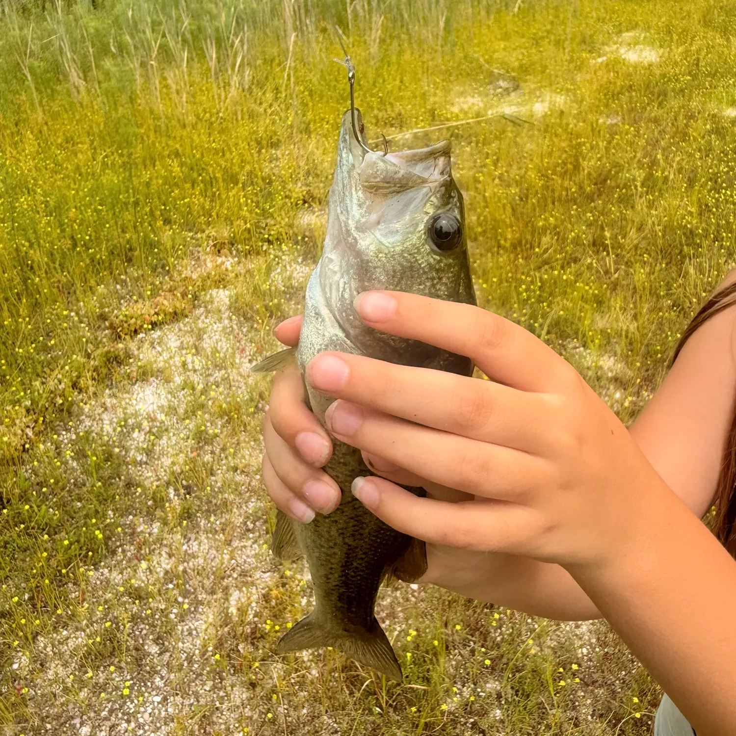Fish caught on Fishbrain
