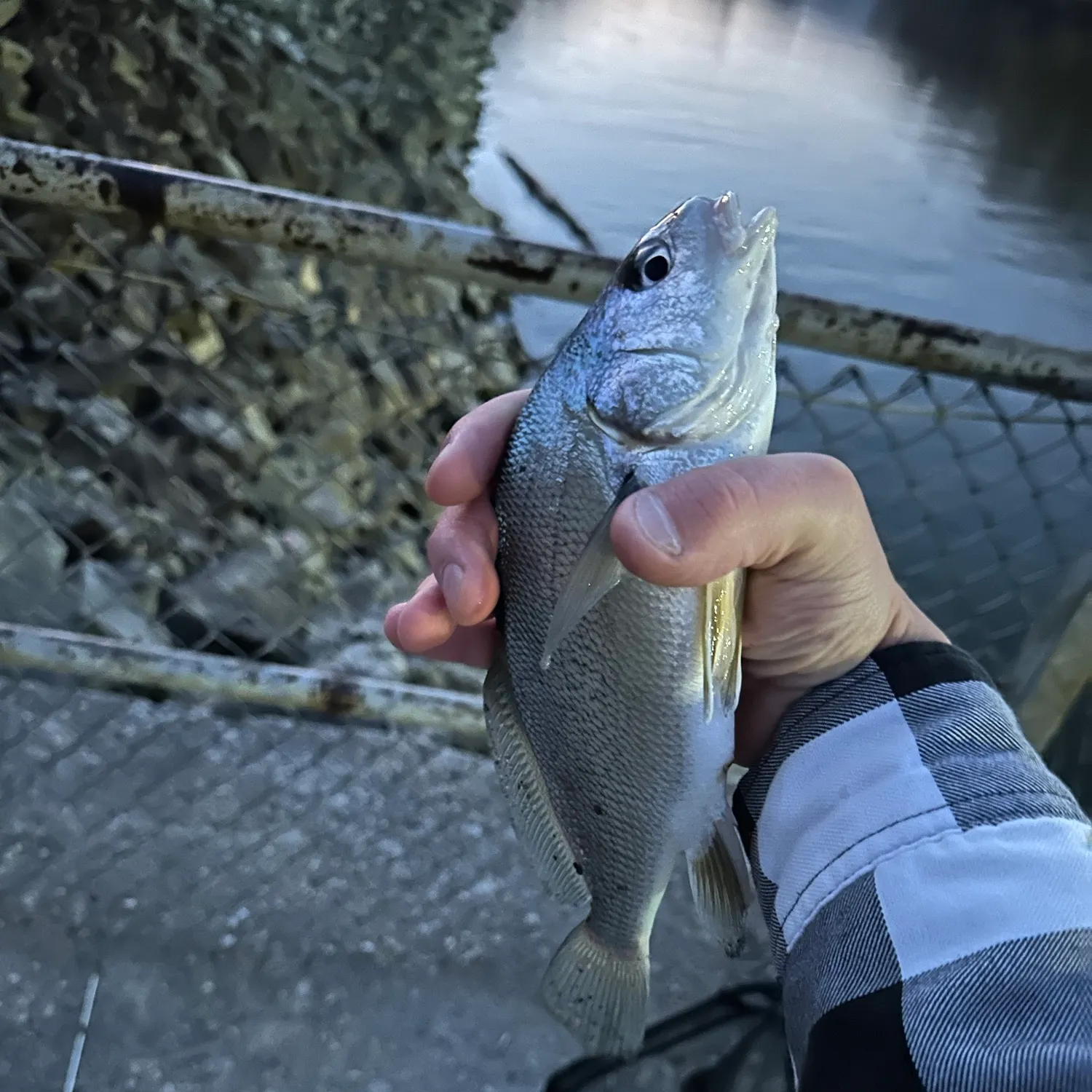 Freshwater drum caught on Fishbrain